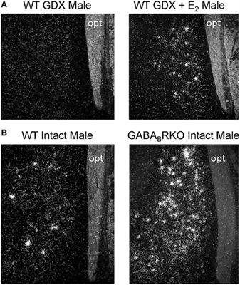 Regulation and Possible Functions of Kisspeptin in the Medial Amygdala